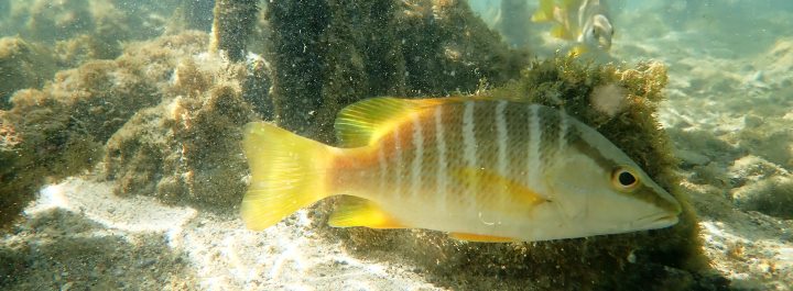 Mangroves support biodiversity of our coastal environments.